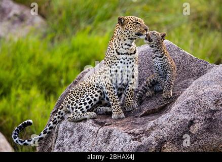 Ansicht der Leopard (Panthera pardus) Familie, Serengeti Nationalpark, Tansania, Afrika Stockfoto
