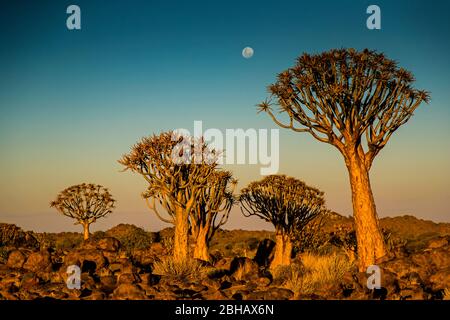 Blick auf Bäume im Köcher Tree Forest, Namibia, Afrika Stockfoto