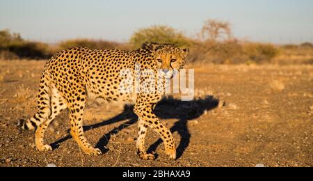 Blick auf Geparden (Acinonyx jubatus), Köcherbaumwald, Namibia, Afrika Stockfoto