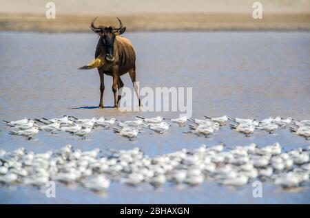 Westliche Weißbärtige Gnus (Connochaetes taurinus mearnsi) starrt auf Kolonie von weißen Vögeln, Tansania Stockfoto