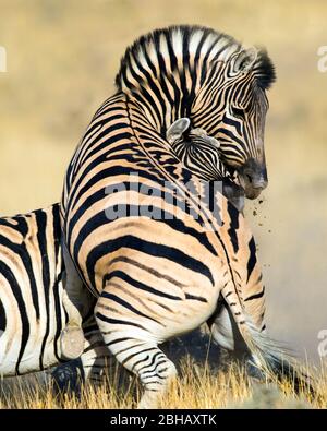 Zwei junge Burchells Zebras (Equus quagga burchellii) spielen im Freien, Namibia Stockfoto