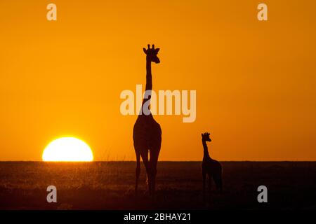 Silhouetten von zwei Masai Giraffen (Giraffa camelopardalis tippelskirchii) stehen gegen untergehende Sonne, Tansania Stockfoto