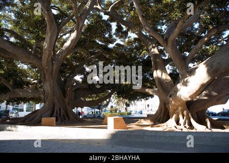 Spanien, Andalusien, Cadiz, Gummibäume Stockfoto