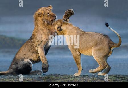 Zwei junge Löwen (Panthera leo) spielen im Ngorongoro Conservation Area, Tansania Stockfoto