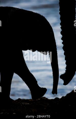 Silhouette des afrikanischen Buschelefanten (Loxodonta africana) Kalbes, das zu den Eltern, Namibia, läuft Stockfoto