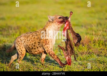 Geflecktes Hyäne (Crocuta crocuta), die mit rohem Fleisch im Mund, Tansania, läuft Stockfoto