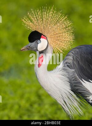 Porträt von grauem Kranich (Balearica regulorum), Tansania Stockfoto