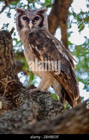 Porträt von Verreauxs-Eule (Bubo lacteus), die auf einem Ast steht, Tansania Stockfoto