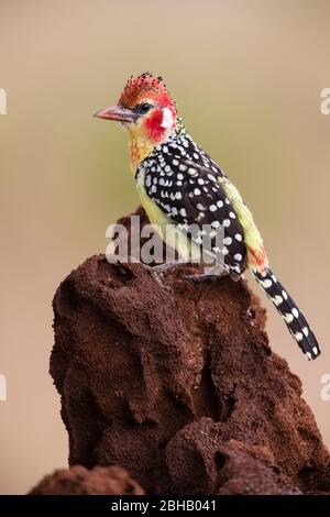 Rot-gelber Barbet (Trachyphonus erythrocephalus), der auf Ast, Tansania, steht Stockfoto