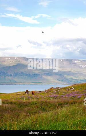 Videy Island; Landschaft; Meer; Himmel; Island; Reykjavik Stockfoto