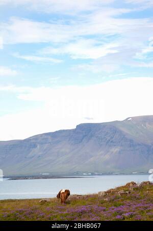 Videy Island; Landschaft; Meer; Himmel; Island; Reykjavik Stockfoto