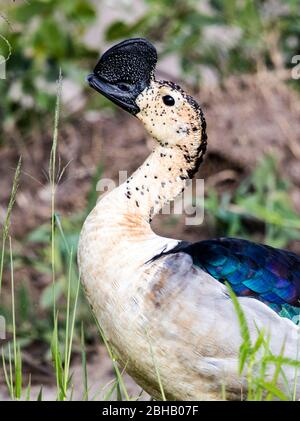 Porträt der Knospe-Ente (Sarkidiornis melanotos), Tansania Stockfoto