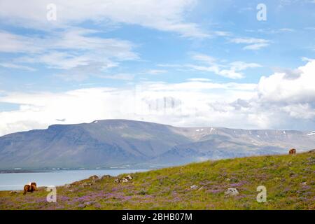 Videy Island; Landschaft; Meer; Himmel; Island; Reykjavik Stockfoto