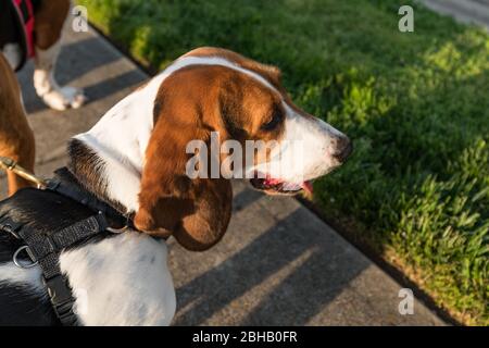 Ein Mischlingshund, bekannt als Bagel, halb Bassetthund und halb Beagle, der auf einem Spaziergang nach rechts schaut. Stockfoto