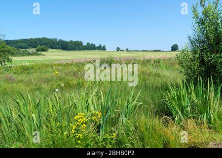 Deutschland, Baden-Württemberg, Lenningen-Schopfloch, das NSG Schopflocher Moor ist das älteste Naturschutzgebiet im Landkreis Esslingen. Stockfoto