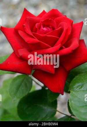 Rote Rose, edle Rose, Blume, Nahaufnahme Stockfoto