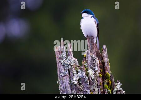 Männliche Schwalbe (Tachycineta bicolor) auf faulen Baumstumpf, Kellogg Lake, Snohomish County, Washington State, USA Stockfoto