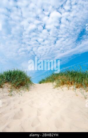Dänemark, Jütland, Ringkobing Fjord, Dünen am Strand von Nymindegab. Marrammgras (Ammophila) ist eine Pflanze der Familie der Grassgewächse (Poaceae) Stockfoto