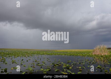 Wolken brauen in einer Januar-Szene von einer Airboat-Tour in Everglades und Francis S. Taylor Wildlife Management Area, Fort Lauderdale, Florida, USA. Stockfoto