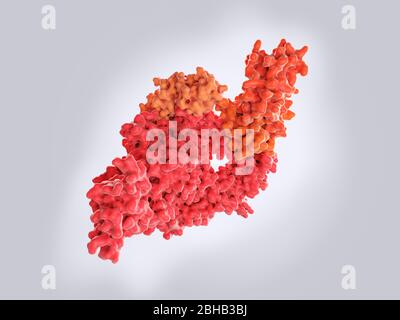 Molekulares Modell des Enzyms RNA-abhängige RNA (Ribonukleinsäure) Polymerase (RdRp) aus dem SARS-CoV-2 Coronavirus. Das Virus trat im Dezember 2019 in Wuhan, China, auf und verursacht eine leichte Atemwegserkrankung (Covid-19), die sich zu einer Lungenentzündung entwickeln kann und in einigen Fällen tödlich sein kann. RdRp katalysiert die Replikation von RNA (dem viralen Genom) aus einer RNA-Vorlage und ist ein vielversprechendes Ziel für die Behandlung von Covid-19. Stockfoto