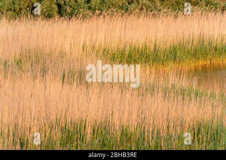 Dänemark, Ringkøbingfjord, Varde, Nymindegab, Gemeine Art von Gräsern (Poaceae) Stockfoto