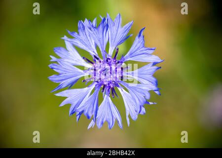 Kornblume (Cyanus segetum Hill, SYN .: Centaurea cyanus L.), auch Zyane genannt, Stockfoto