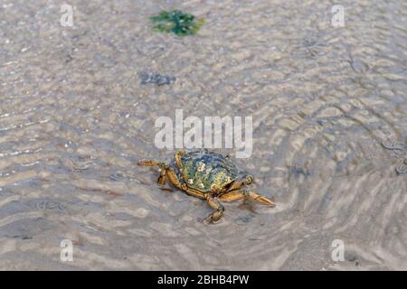 Deutschland, Niedersachsen, Ostfriesland, Juist, die gewöhnliche Strandkrabbe (Carcinus maenas), gemeinhin als Strandkrabbe bezeichnet. Stockfoto