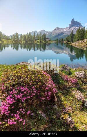 Rhododendron blüht am Federa Alpensee, im Hintergrund die Schutzhütte Palmieri bei Croda da Lago, Dolomiten, Cortina d Ampezzo, Belluno, Venetien, Italien Stockfoto