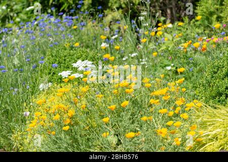 Garten mit bunten Zierblumen, Blumenwiese. Stockfoto