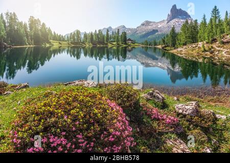 Rhododendron blüht am Federa Alpensee, im Hintergrund die Schutzhütte Palmieri bei Croda da Lago, Dolomiten, Cortina d Ampezzo, Belluno, Venetien, Italien Stockfoto