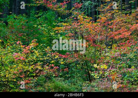 Vegetation im Japanischen Garten, Portland, Oregon, USA Stockfoto