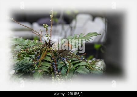 Birds of London Stockfoto