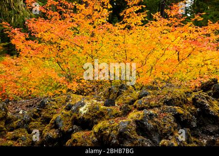 Vegetation im Japanischen Garten, Portland, Oregon, USA Stockfoto