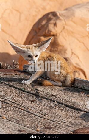 Ein Blick aus der Nähe eines Wüstenfuchs / Fennec Fuchses in der Sahara-Wüste, Tunesien Stockfoto