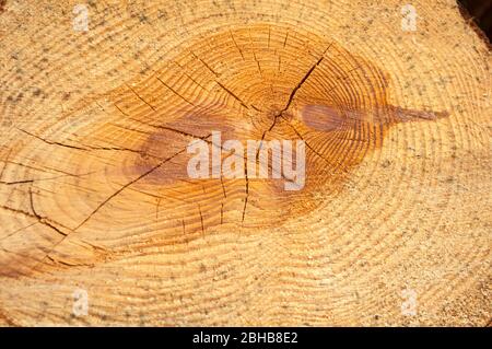 Schnitt eines Kiefernholzschlocks unregelmäßige Form mit Textur, Ring, Risse und Knoten. Braun, Foto vorne Stockfoto