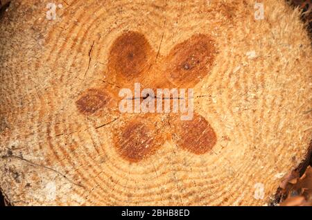 Schnitt eines Kiefernholzschlocks unregelmäßige Form mit Textur, Ring, Risse und Knoten. Braun, Foto vorne Stockfoto