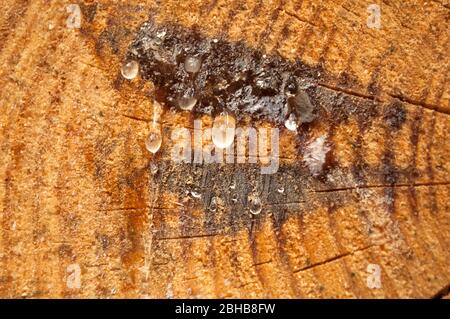 Schnitt eines Kiefernholzschlocks unregelmäßige Form mit Textur, Ring, Risse. Braun, Foto vorne Stockfoto