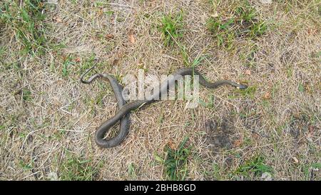 Schlange natrix auf braunem Gras, aus der Ferne Stockfoto