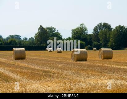 Große runde Heuballen, die an einem Sommertag bei hellem, sonnigem Wetter über ein Feld verstreut sind Stockfoto