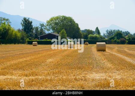 Große runde Heuballen, die an einem Sommertag bei hellem, sonnigem Wetter über ein Feld verstreut sind Stockfoto