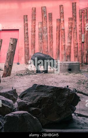 African Elephant (Loxodonta africana) Baby Elefant trinken an einem Wasserloch in Beekse Bergen Zoo, die Niederlande, Europa. Stockfoto