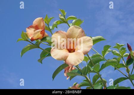 Pfirsich allamanda Blume Stockfoto