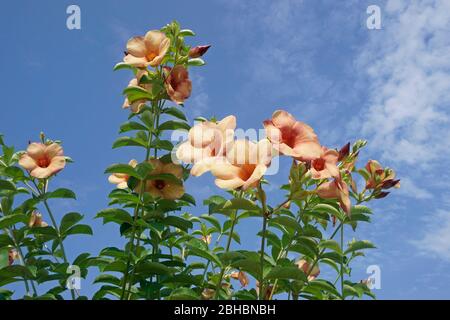 Pfirsich allamanda Blume Stockfoto