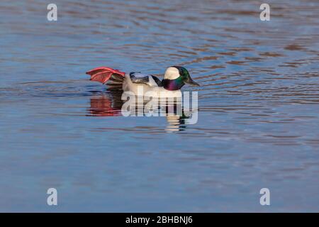 Drake bufflehead streckt seinen Fuß. Stockfoto