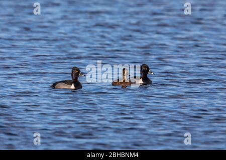 Ein Paar ringhalsige Enten mit einem Schwimmer Männchen, der mittaggt. Stockfoto