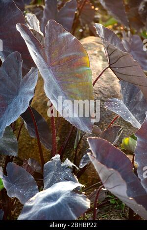 Colocasia Black Magic oder Black Elephant Oars Pflanze oder Colocasia esculenta mit staubigen, festen violett-schwarzen Blättern mit Tauftropfen im Morgenlicht. Stockfoto