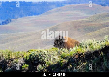 Männliche Bisons liegen im Yellowstone National Park, Wyoming, USA Stockfoto