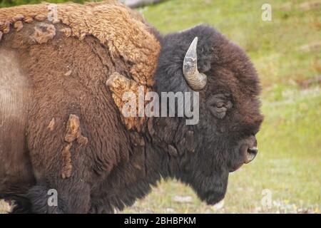 Nahansicht eines männlichen Bisons, der im Yellowstone National Park, Wyoming, USA, unterwegs ist Stockfoto