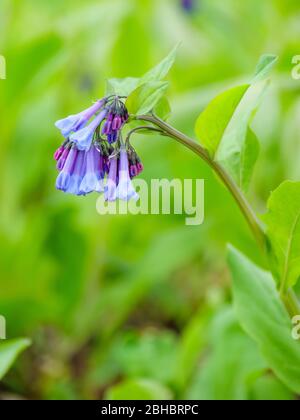 Virginia bluebells, Mertensia virginica. Stockfoto