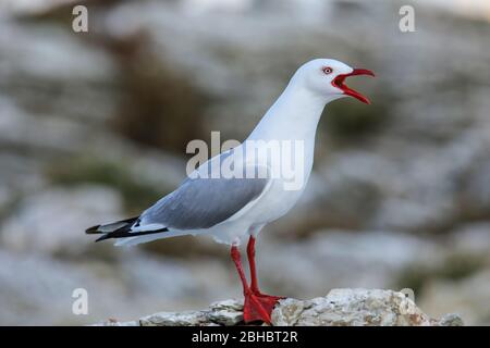 Red-billed Gull an der Küste von Kaikoura Halbinsel, Südinsel, Neuseeland. Dieser Vogel ist in Neuseeland. Stockfoto